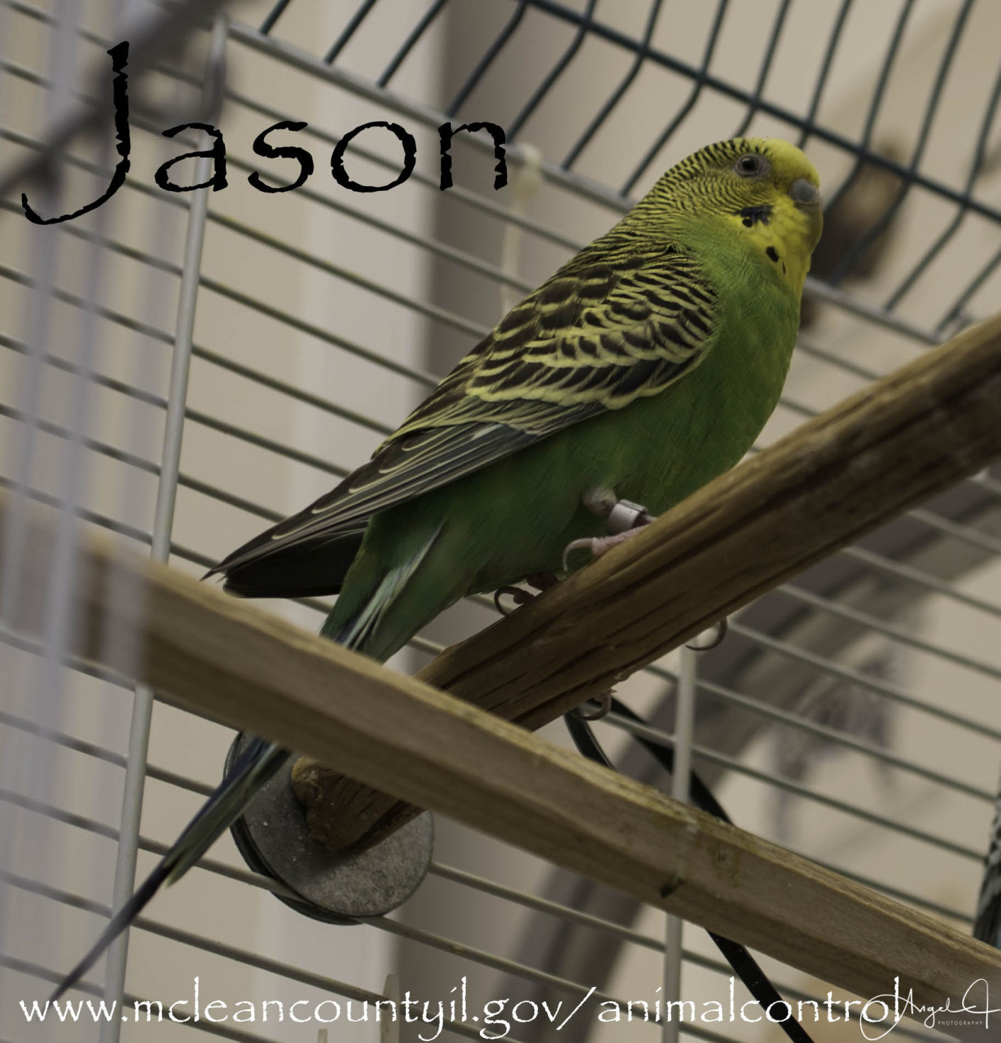 Jason - McLean County Animal Control